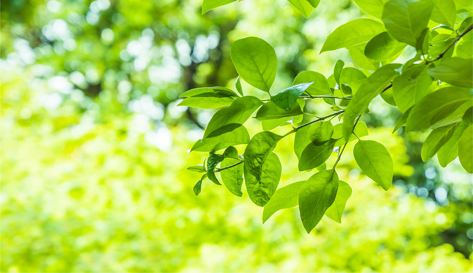 メインビジュアル1